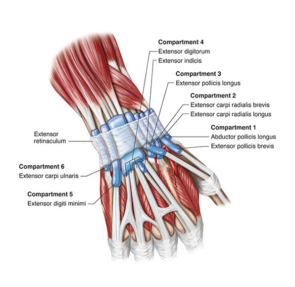 Giovanna Santoni Certified Medical Illustrator